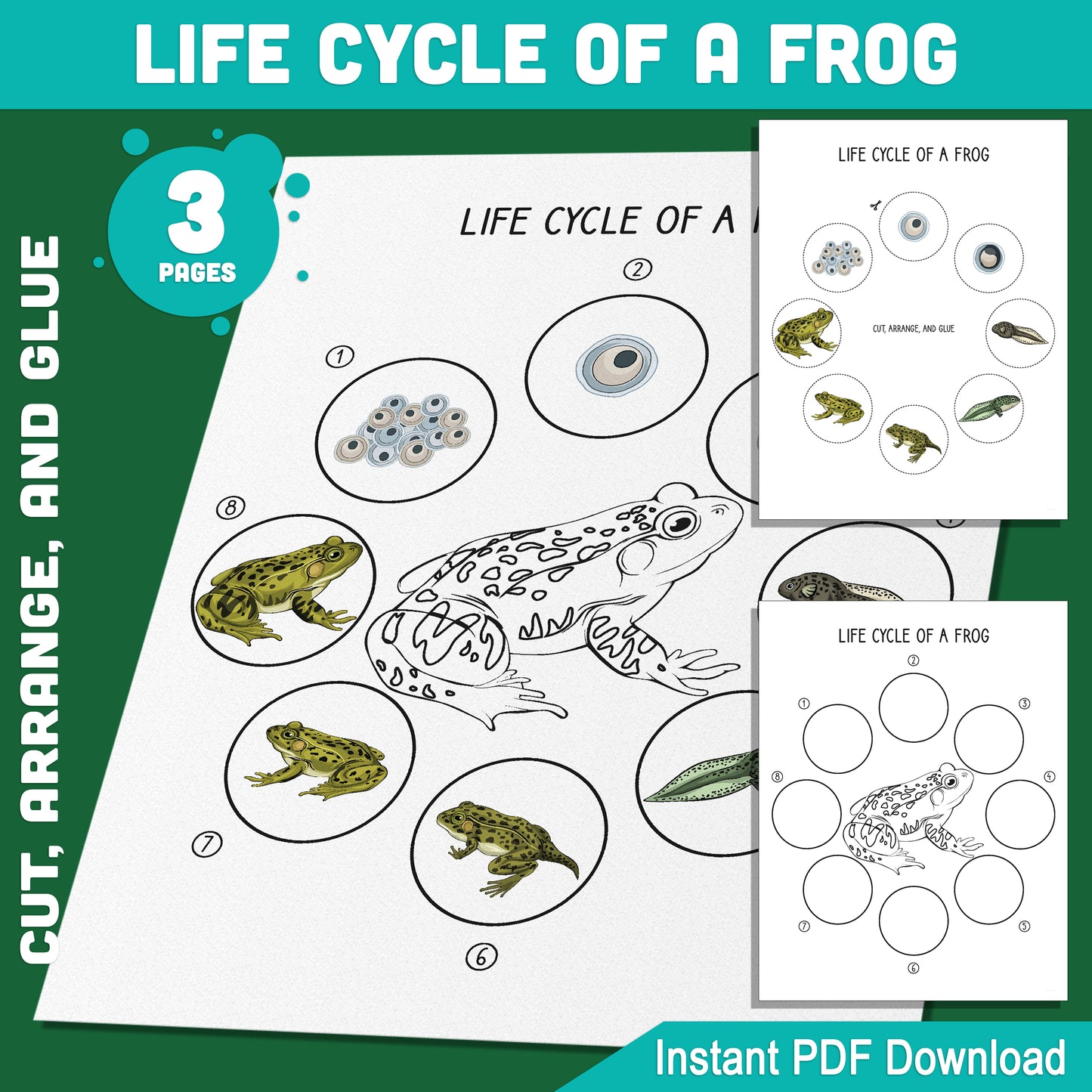 Interactive Frog Life Cycle Activity: 8 Stages of Amphibian Growth to Cut, Arrange, and Glue, 3 Fun Learning Pages, Instant PDF Download