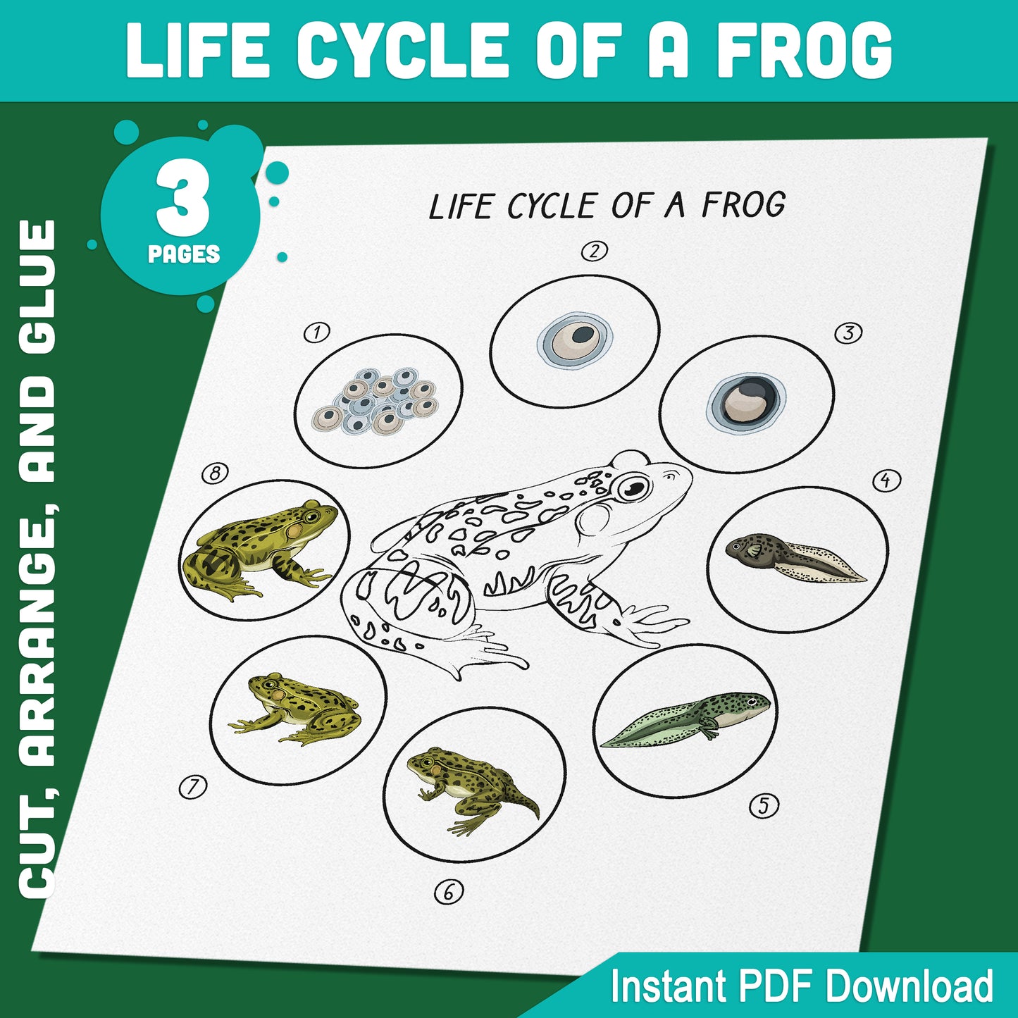 Interactive Frog Life Cycle Activity: 8 Stages of Amphibian Growth to Cut, Arrange, and Glue, 3 Fun Learning Pages, Instant PDF Download