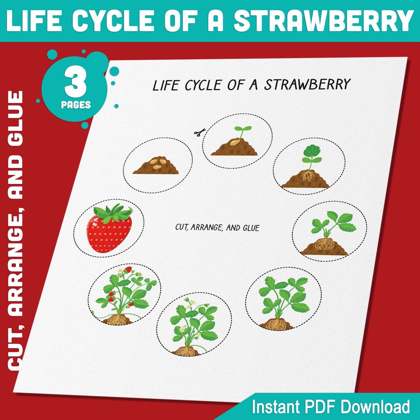 Explore the Life Cycle of a Strawberry: Fun Cut, Arrange, and Glue Activity for Kids, 8 Stages, 3 Printable Pages, Instant Download