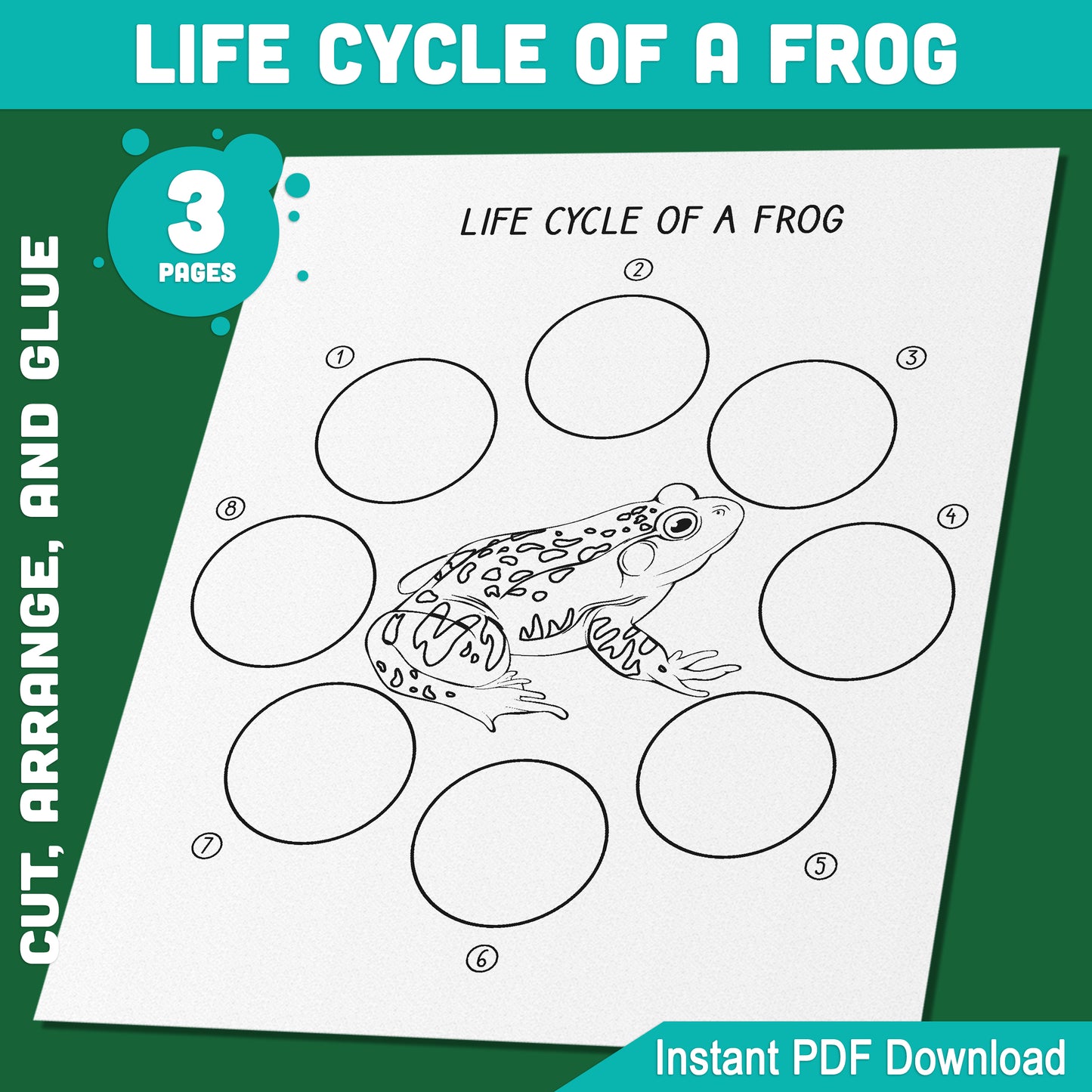 Interactive Frog Life Cycle Activity: 8 Stages of Amphibian Growth to Cut, Arrange, and Glue, 3 Fun Learning Pages, Instant PDF Download