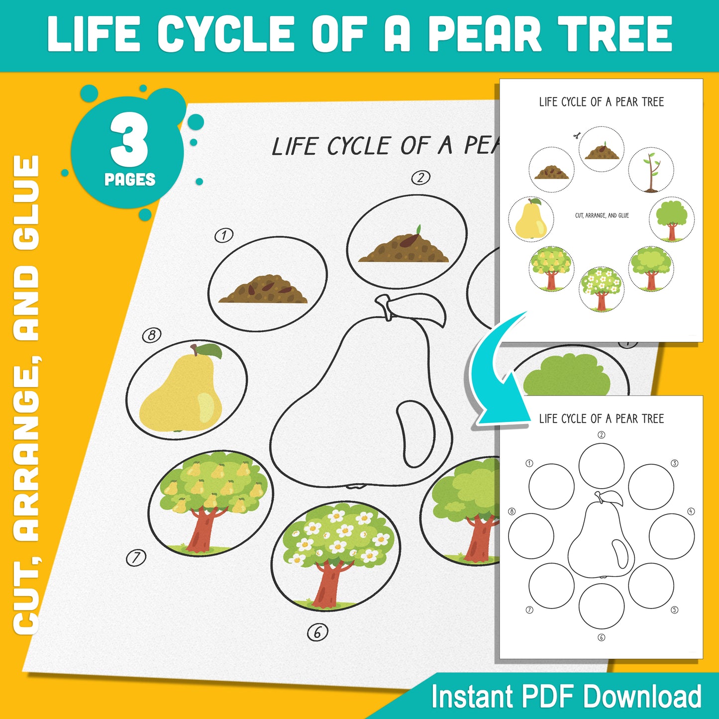 Life Cycle of a Pear Tree Activity: Cut, Arrange, and Glue 8 Stages of Plant Growth for Kids, 3 Pages PDF, Instant Download