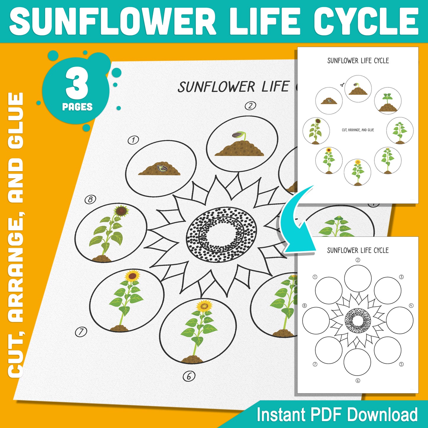 Sunflower Life Cycle Activity: Cut, Arrange, and Glue the 8 Stages of Plant Growth, 3 Pages, PDF Instant Download for Learning Fun