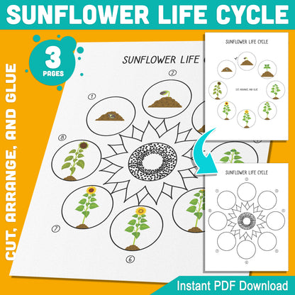 Sunflower Life Cycle Activity: Cut, Arrange, and Glue the 8 Stages of Plant Growth, 3 Pages, PDF Instant Download for Learning Fun