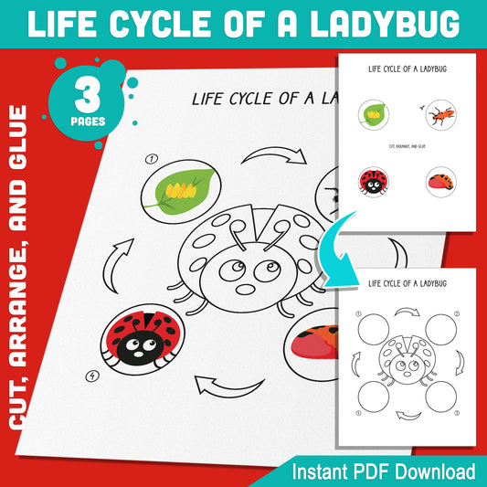 Life Cycle of a Ladybug Activity: Cut, Arrange, and Glue 4 Stages of Metamorphosis for Kids’ Learning Fun, 3 Educational Pages, Perfect for Classrooms or Homeschool, PDF Instant Download