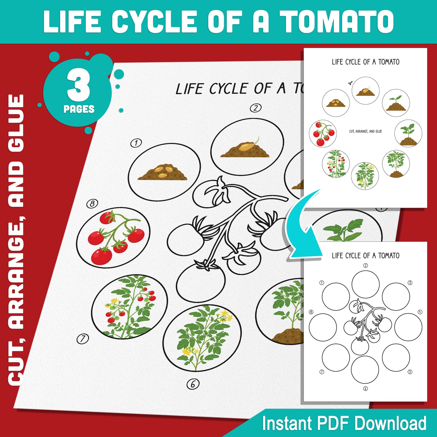 Tomato Plant Life Cycle Activity: Interactive Cut, Arrange, and Glue for Kids, 8 Educational Stages, PDF Instant Download, 3 Pages