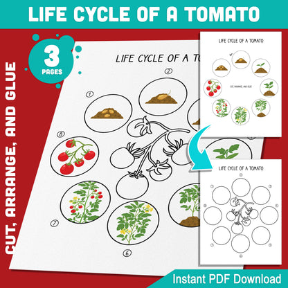 Tomato Plant Life Cycle Activity: Interactive Cut, Arrange, and Glue for Kids, 8 Educational Stages, PDF Instant Download, 3 Pages