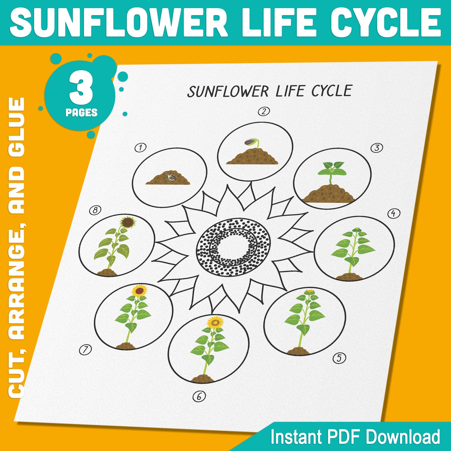 Sunflower Life Cycle Activity: Cut, Arrange, and Glue the 8 Stages of Plant Growth, 3 Pages, PDF Instant Download for Learning Fun