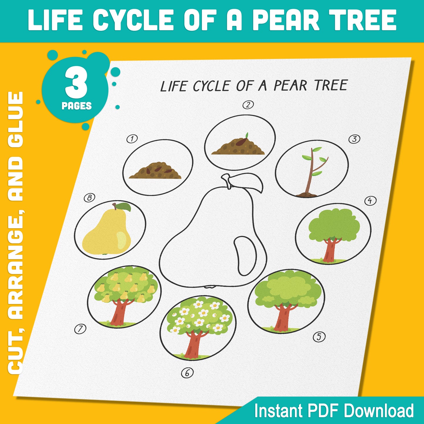 Life Cycle of a Pear Tree Activity: Cut, Arrange, and Glue 8 Stages of Plant Growth for Kids, 3 Pages PDF, Instant Download