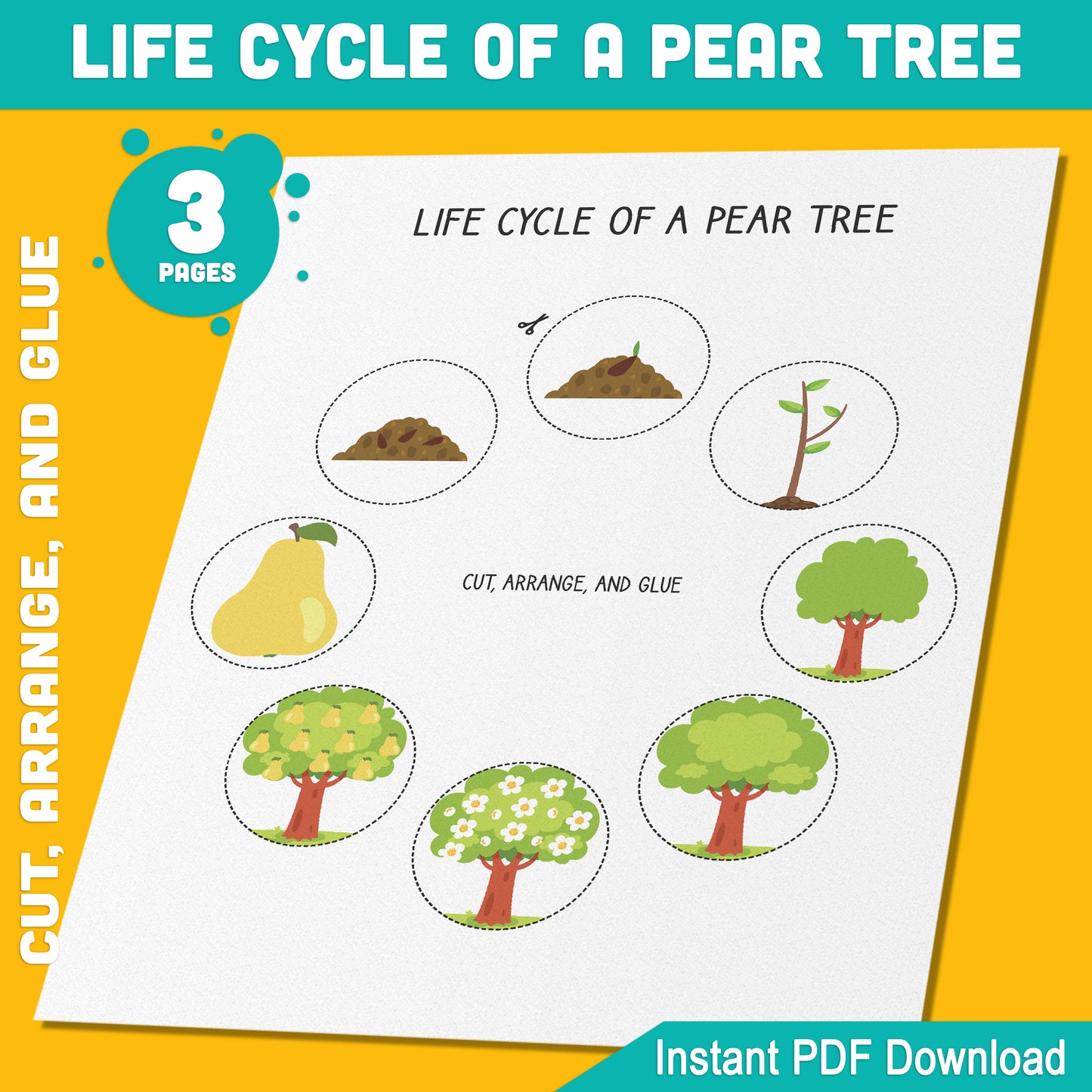 Life Cycle of a Pear Tree Activity: Cut, Arrange, and Glue 8 Stages of Plant Growth for Kids, 3 Pages PDF, Instant Download