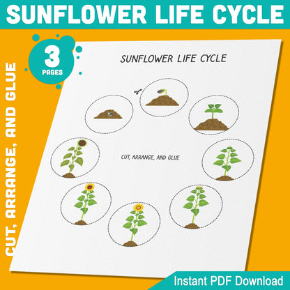 Sunflower Life Cycle Activity: Cut, Arrange, and Glue the 8 Stages of Plant Growth, 3 Pages, PDF Instant Download for Learning Fun