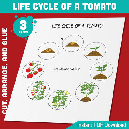 Tomato Plant Life Cycle Activity: Interactive Cut, Arrange, and Glue for Kids, 8 Educational Stages, PDF Instant Download, 3 Pages