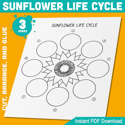 Sunflower Life Cycle Activity: Cut, Arrange, and Glue the 8 Stages of Plant Growth, 3 Pages, PDF Instant Download for Learning Fun