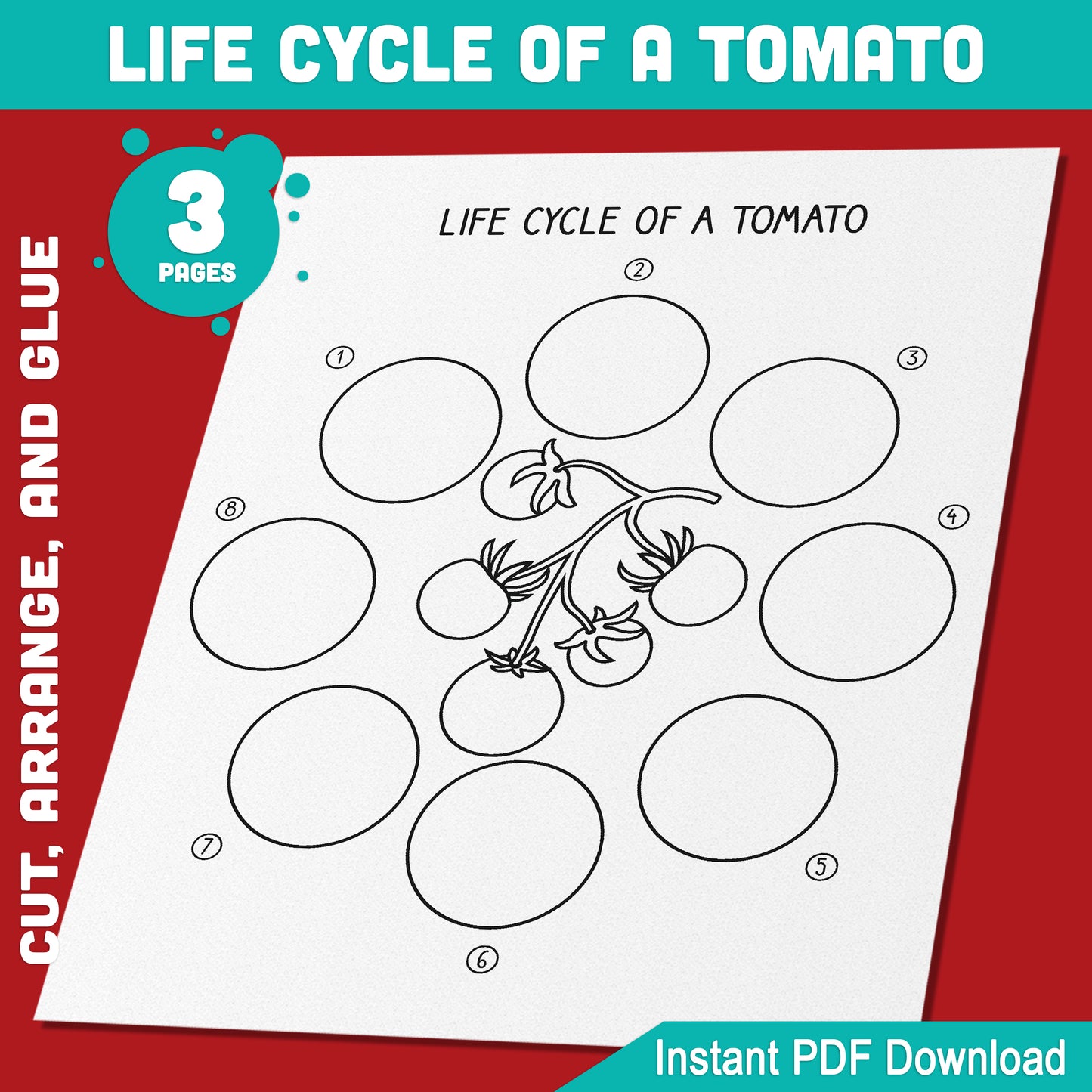 Tomato Plant Life Cycle Activity: Interactive Cut, Arrange, and Glue for Kids, 8 Educational Stages, PDF Instant Download, 3 Pages